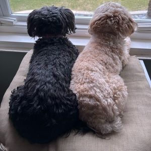 Meet your Posher, Suz